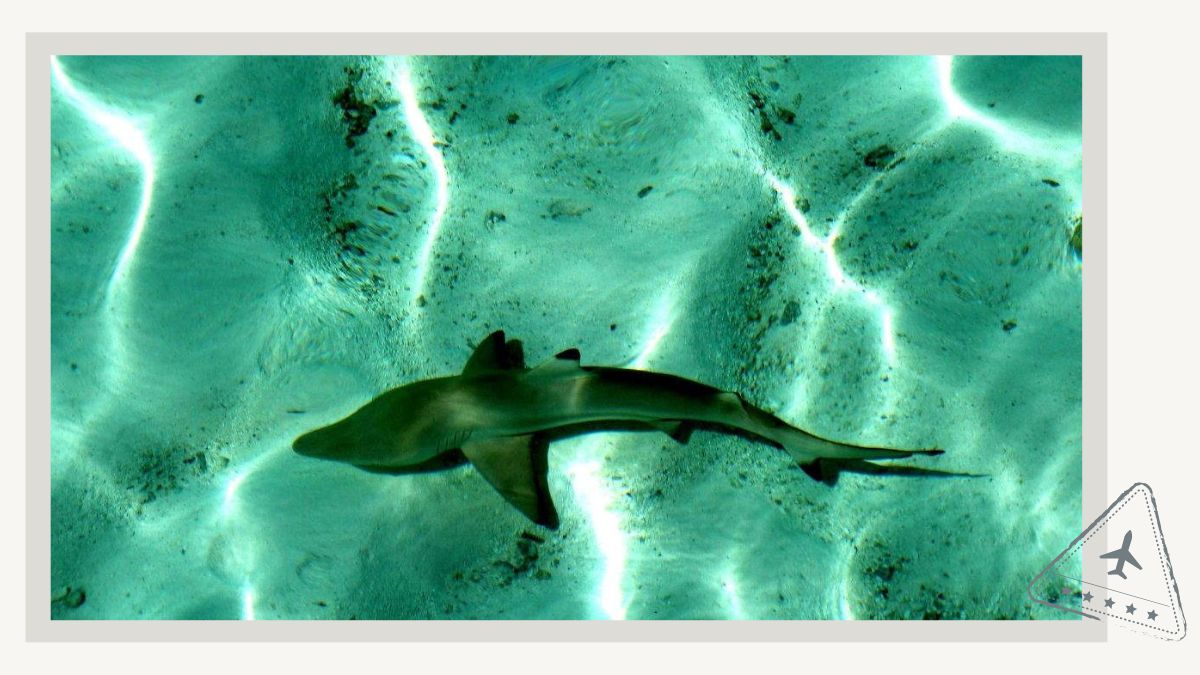 Top Things to do in Maafushi Maldives - Shark Snorkeling