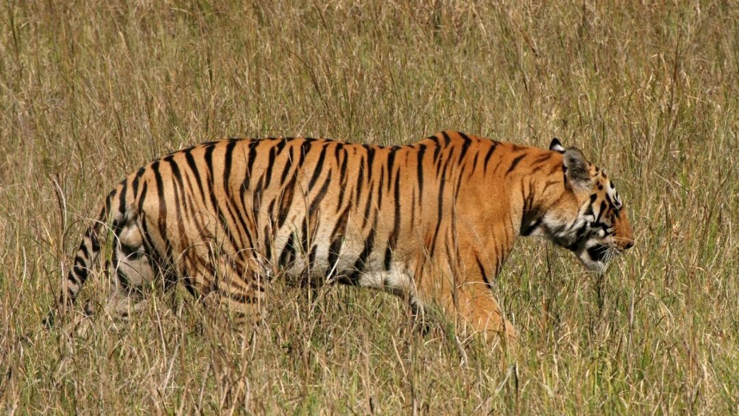 National Parks with the Best Chance to Spot Tigers in India