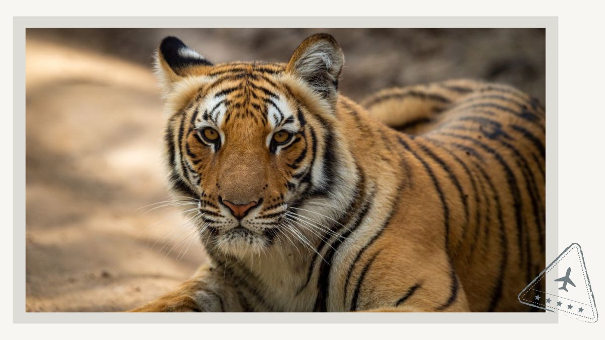 Jim Corbett National Park - Spot Tigers in India