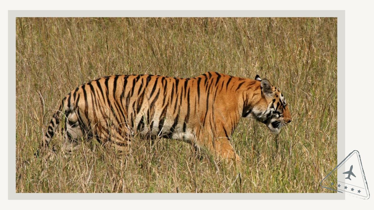 Kanha National Park - Spot Tigers in India