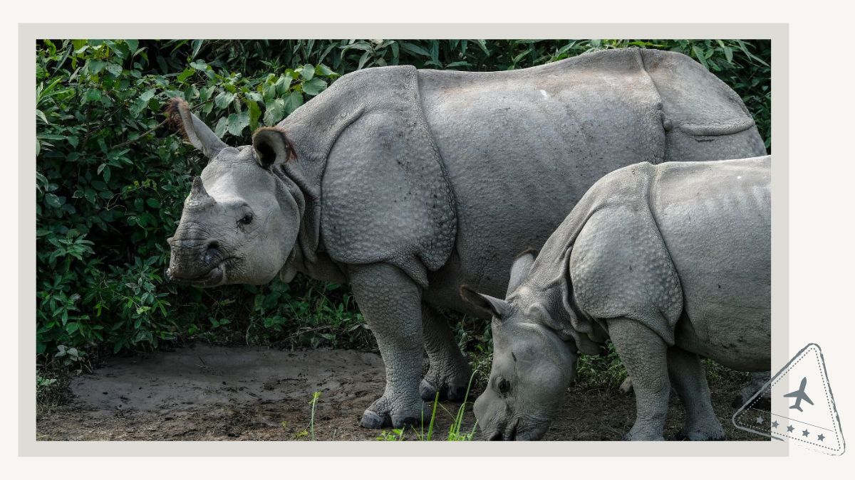 Rhinos at Kaziranga National Park