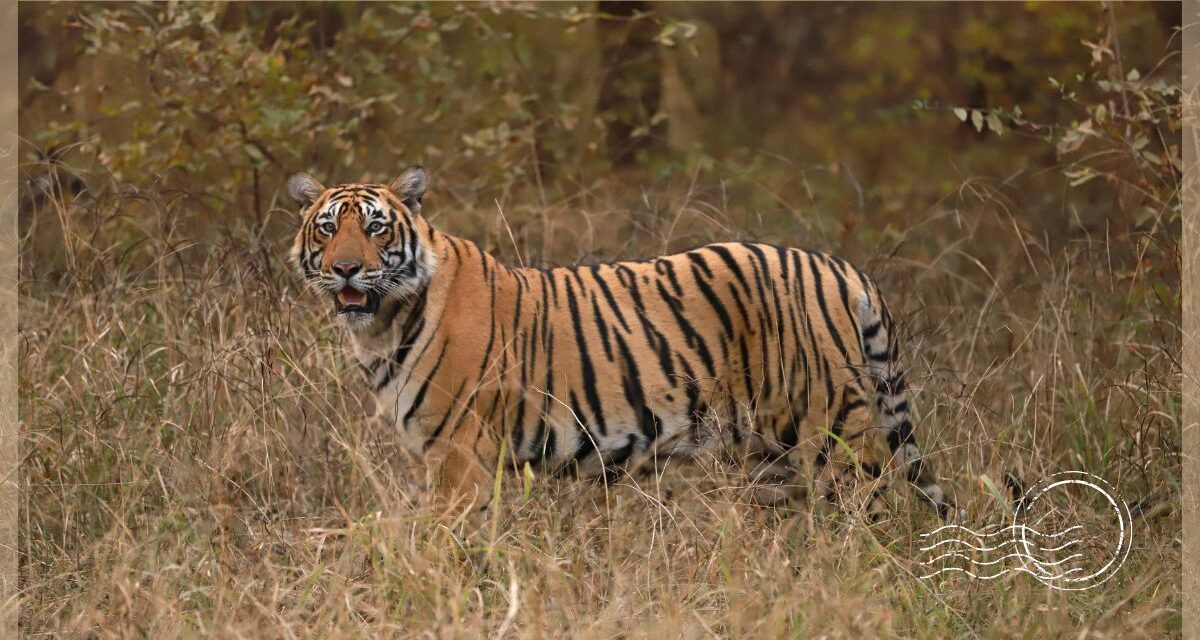 National Parks with the Best Chance to Spot Tigers in India