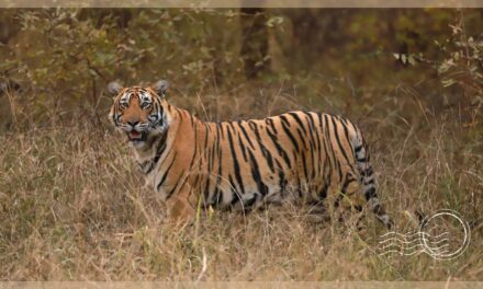 National Parks with the Best Chance to Spot Tigers in India