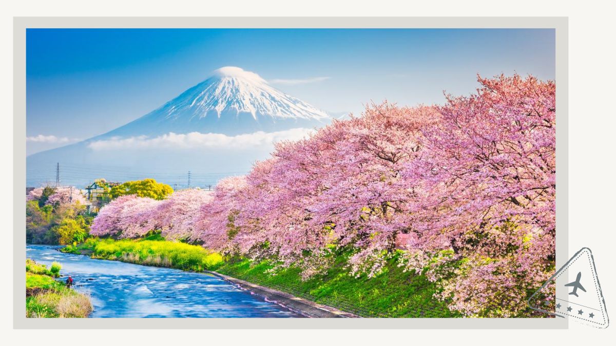 Mount Fuji Cherry Blossom