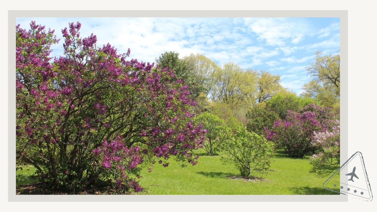 Lilacs at Highland Park Rochester NY