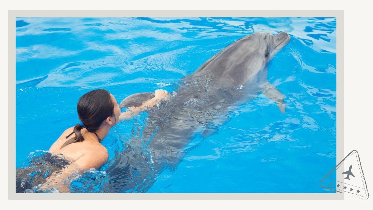 Your Guide to the Best Place to Swim with Dolphins in Cancun - Dolphin Dorsal Fin Ride