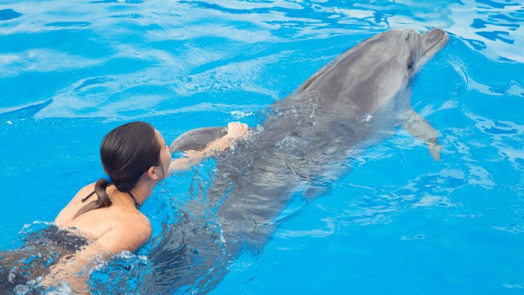 best dolphin swim cancun