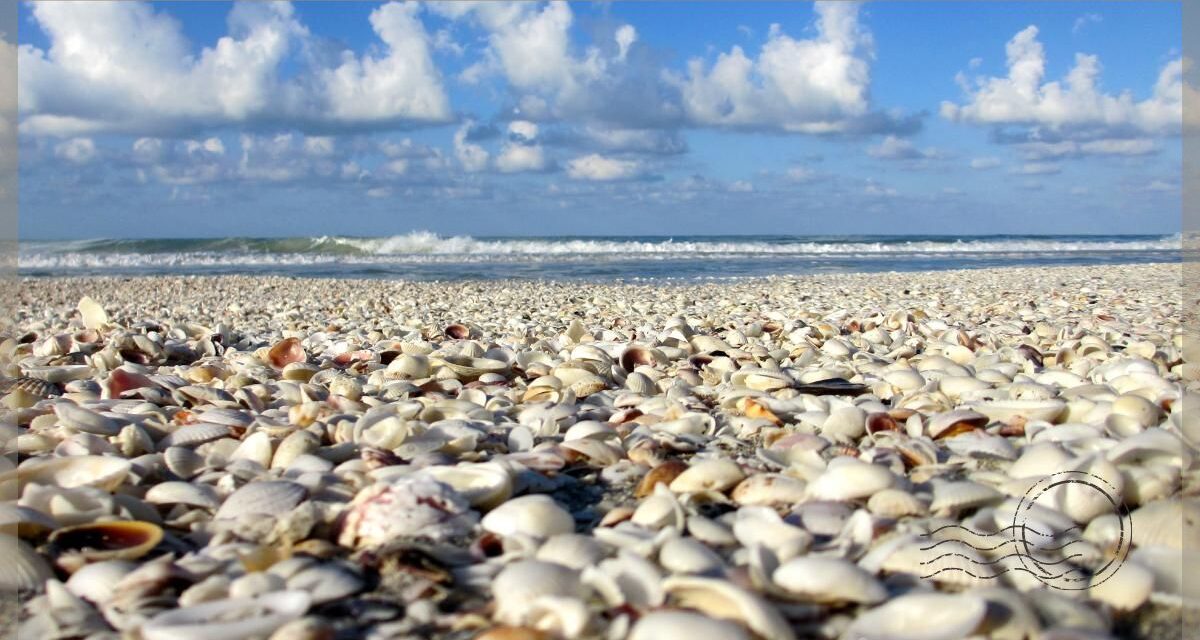 Best Beaches in Sanibel for Shelling as Suggested by Locals