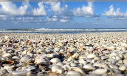 Best Beaches in Sanibel for Shelling as Suggested by Locals