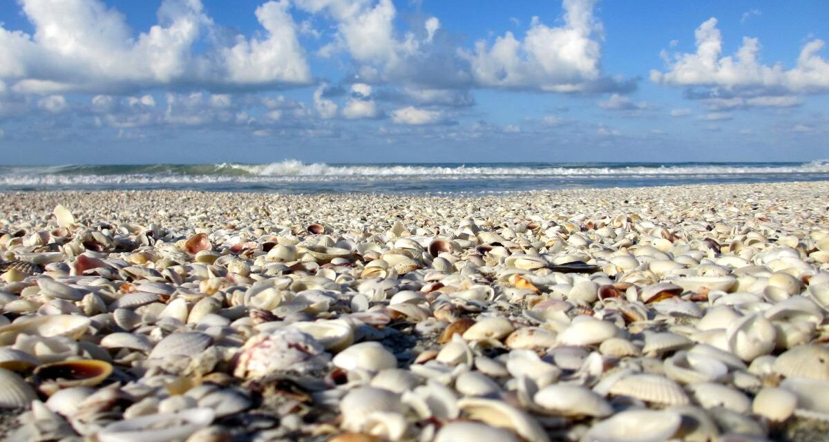 Best Beaches in Sanibel for Shelling as Suggested by Locals