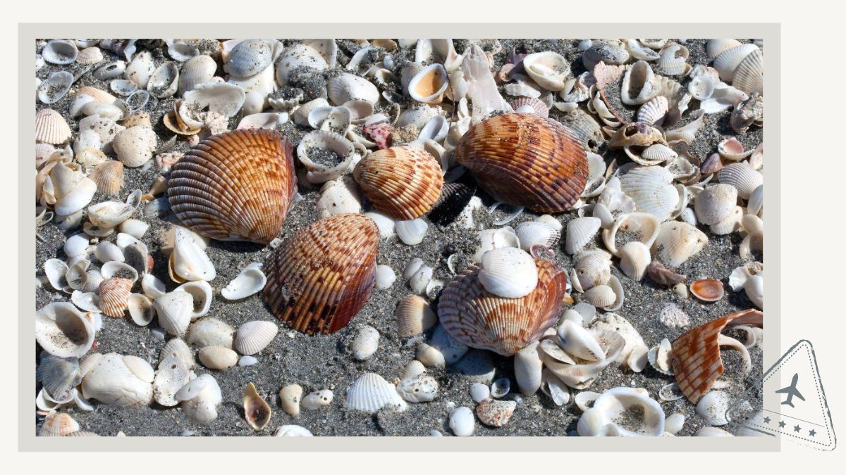 Best Beaches in Sanibel for Shelling as Suggested by Locals