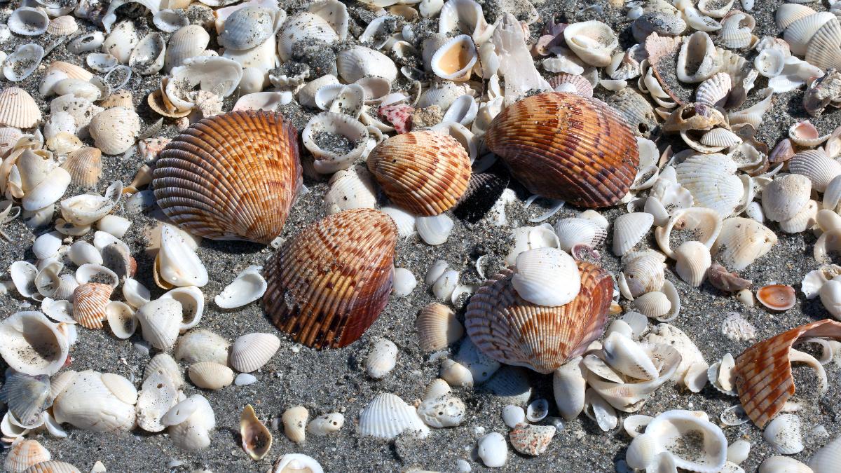 Best beaches in Sanibel for Shelling