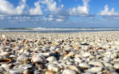 Best Beaches in Sanibel for Shelling as Suggested by Locals