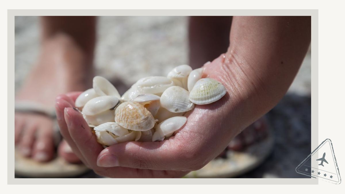 Best Beaches in Sanibel for Shelling as Suggested by Locals - Sanibel Stoop