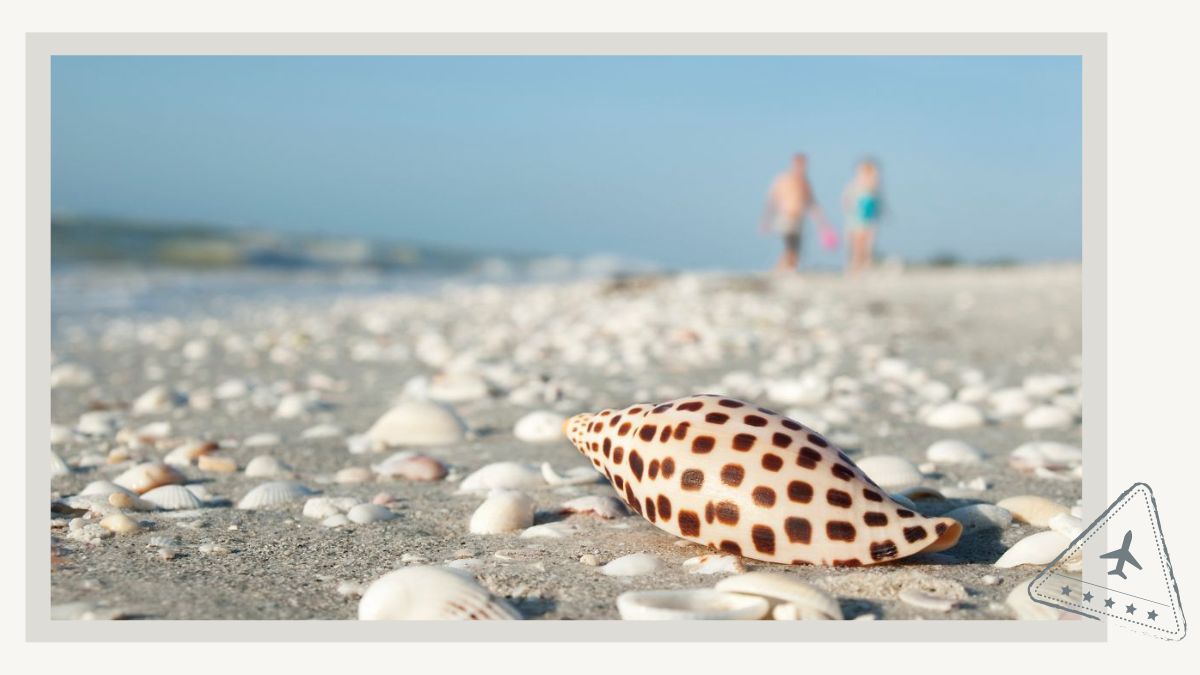 Junonia Shell at a beach on Sanibel Island