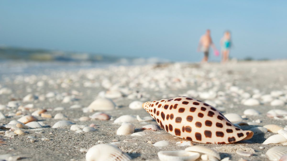 Rare Junonia Shell at a Sanibel Island Beach