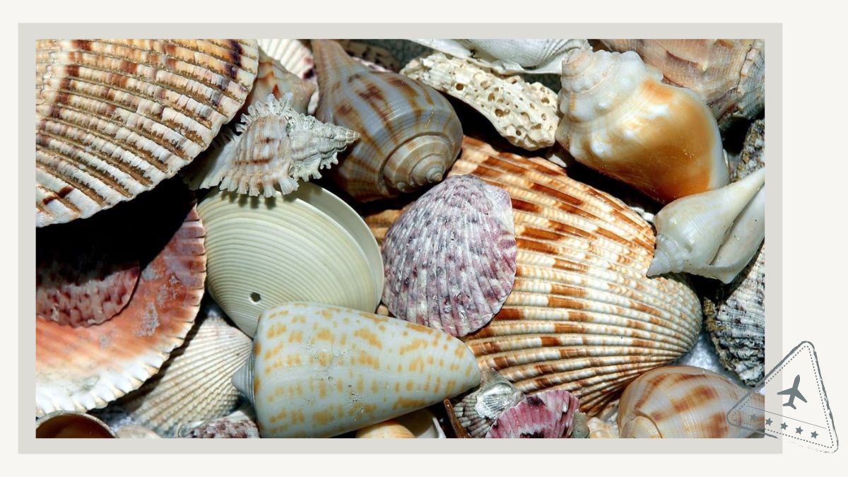 Variety of Shells collected at Sanibel Island