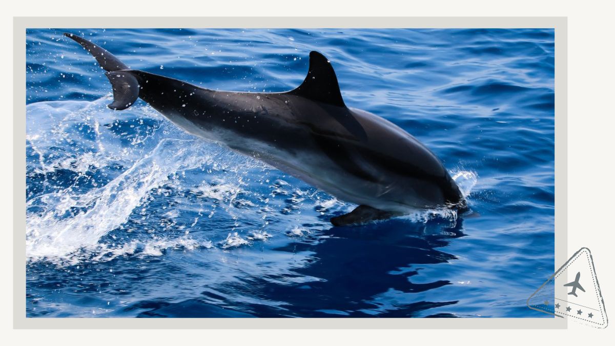 Newquay Cornwall Dolphin Boat Trips