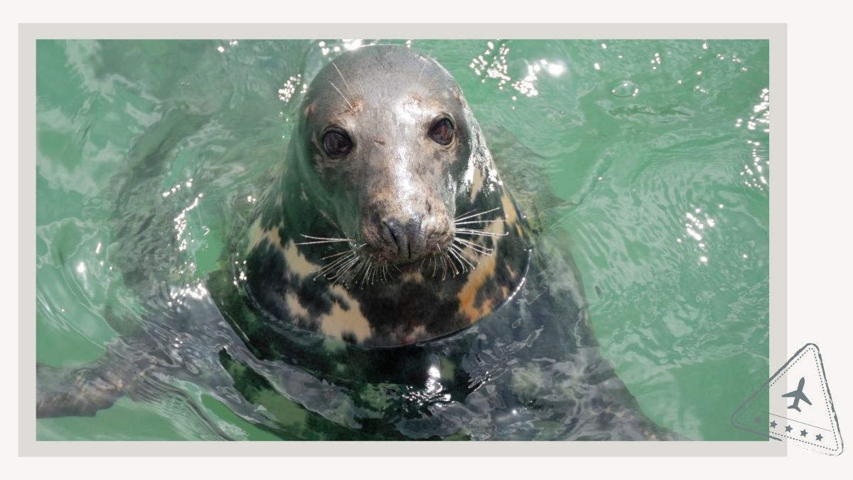 Newquay Cornwall Dolphin Boat Trips and Sea Wildlife Safaris - Grey Seal