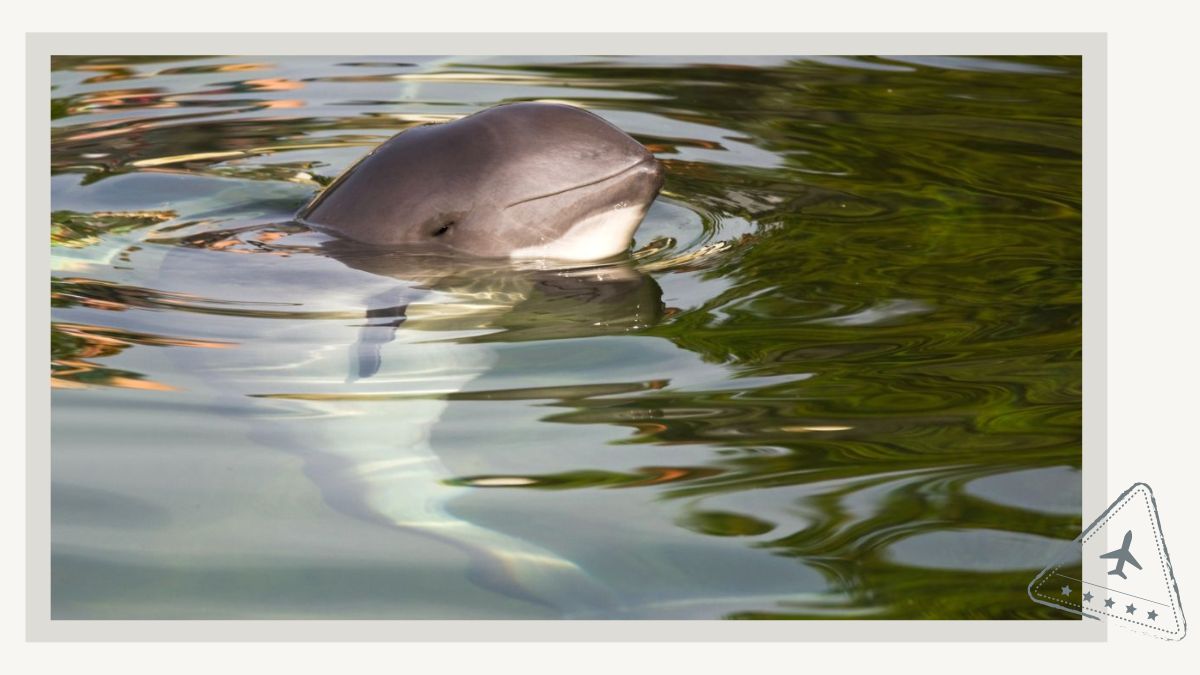 Newquay Cornwall Dolphin Boat Trips and Sea Wildlife Safaris - Harbour Porpoise