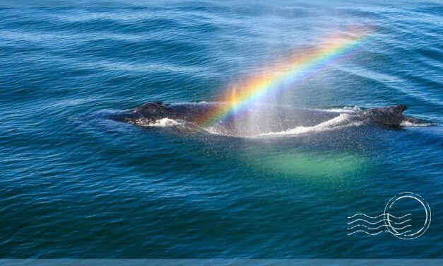 3 Most Captivating Tours for Whale Watching in Gloucester MA