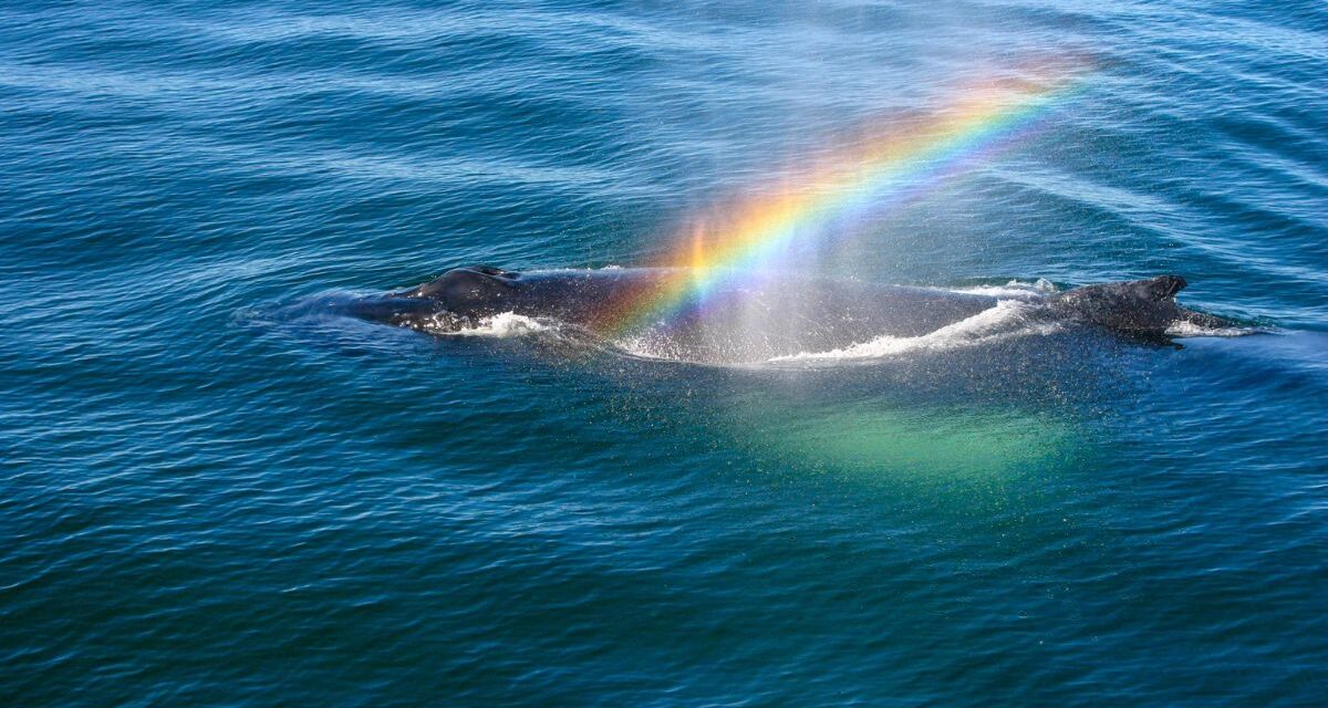 3 Most Captivating Tours for Whale Watching in Gloucester MA