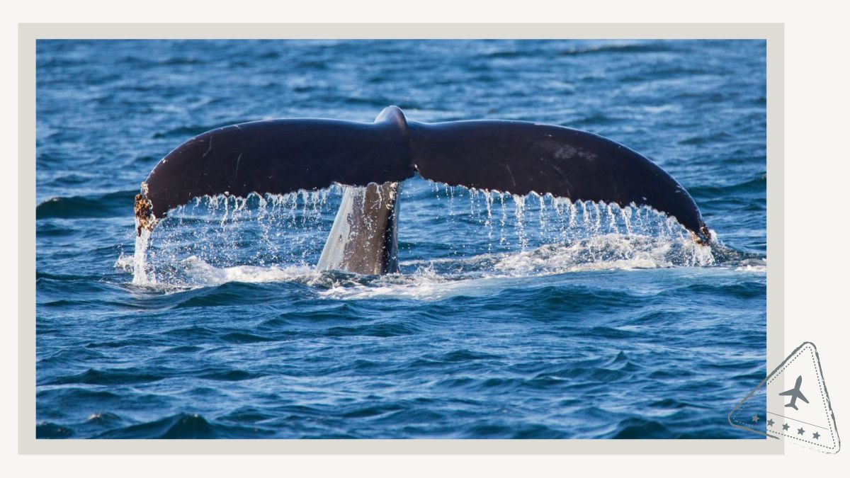 3 Most Captivating Tours for Whale Watching in Gloucester MA