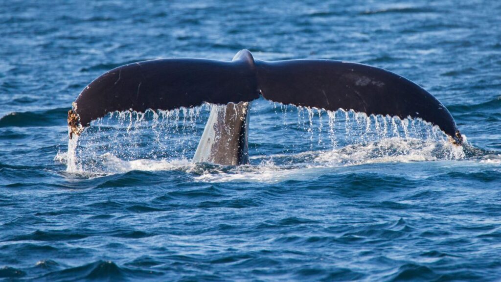 3 Most Captivating Tours for Whale Watching in Gloucester MA