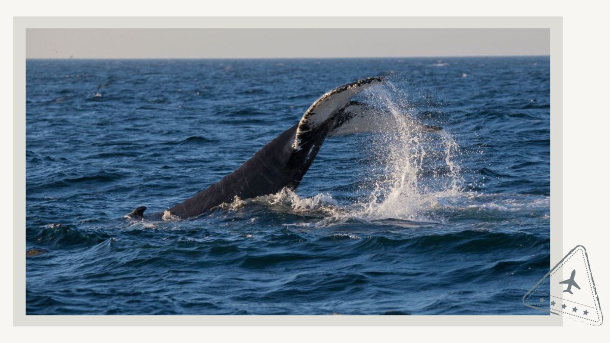 3 Most Captivating Tours for Whale Watching in Gloucester MA