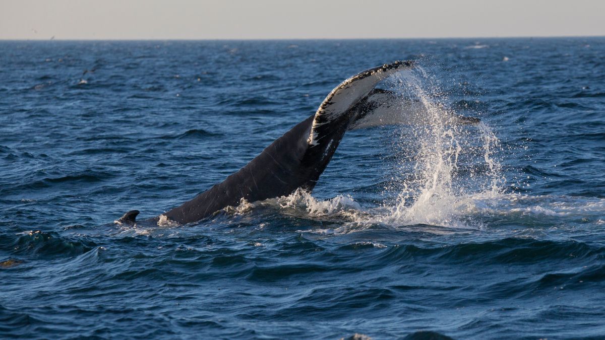 Whale Watching Gloucester MA - Cape Ann Whale Watch