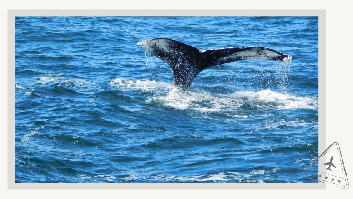 3 Most Captivating Tours for Whale Watching in Gloucester MA