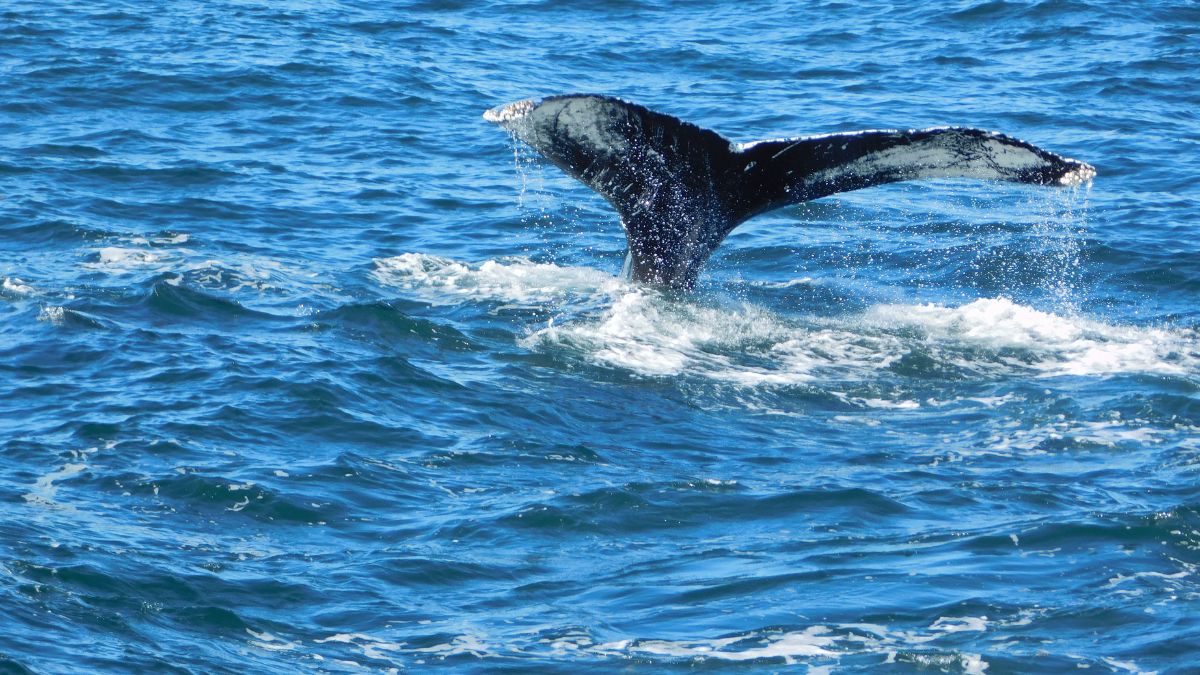 Whale watching near Boston and Gloucester, MA