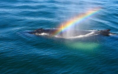 3 Most Captivating Tours for Whale Watching in Gloucester MA