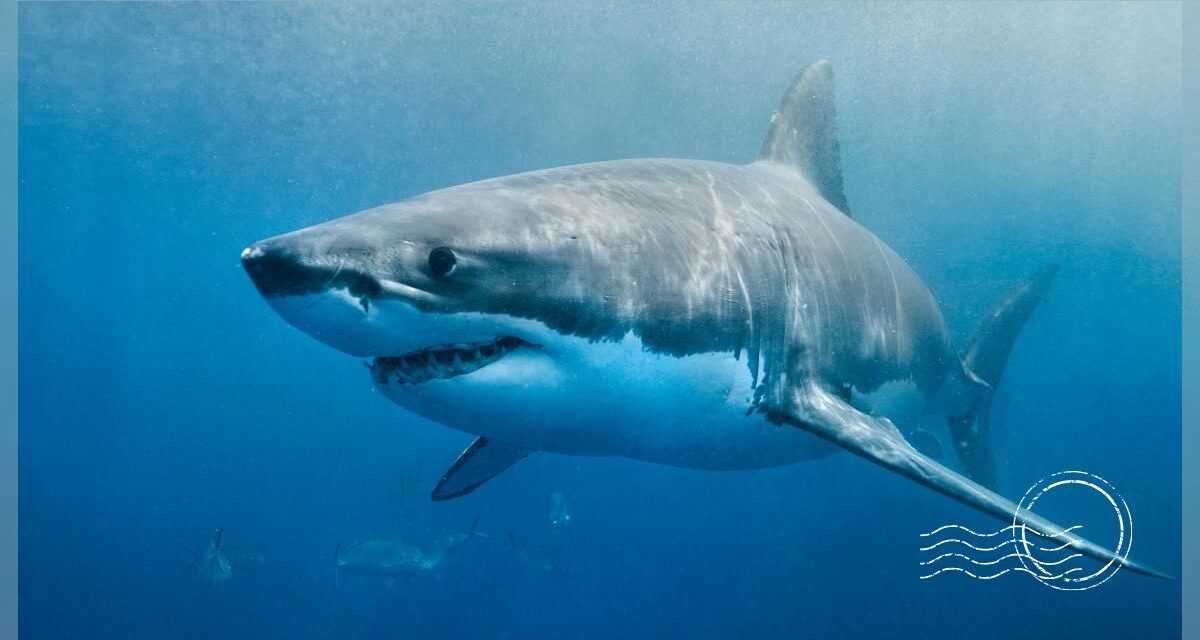 Electrifying Shark Watching and Cage Diving Tours in Florida