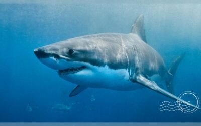 Electrifying Shark Watching and Cage Diving Tours in Florida