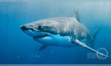 Electrifying Shark Watching and Cage Diving Tours in Florida