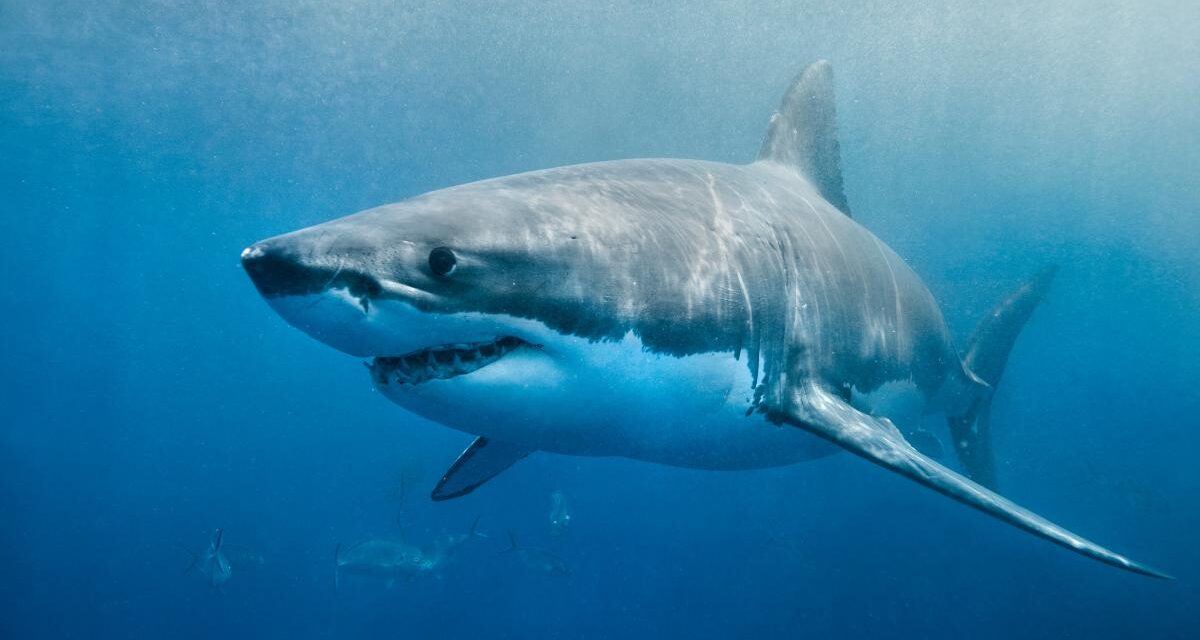 Electrifying Shark Watching and Cage Diving Tours in Florida