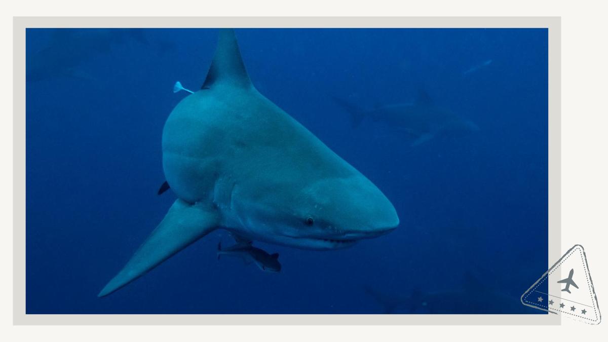 Electrifying Shark Watching and Cage Diving Tours in Florida