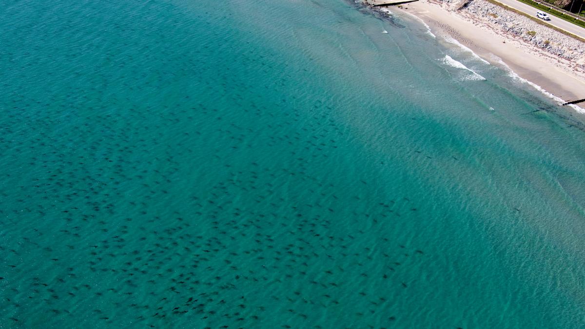 Shark watching in Florida