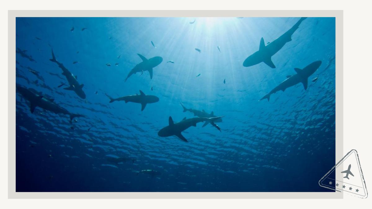 Electrifying Shark Watching and Cage Diving Tours in Florida