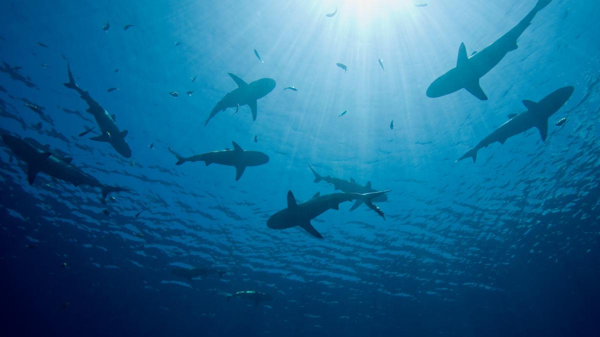 Shark watching trips in Florida