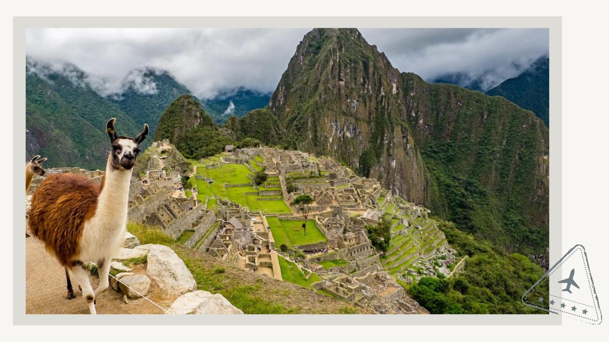 Llamas in Machu Picchu Peru