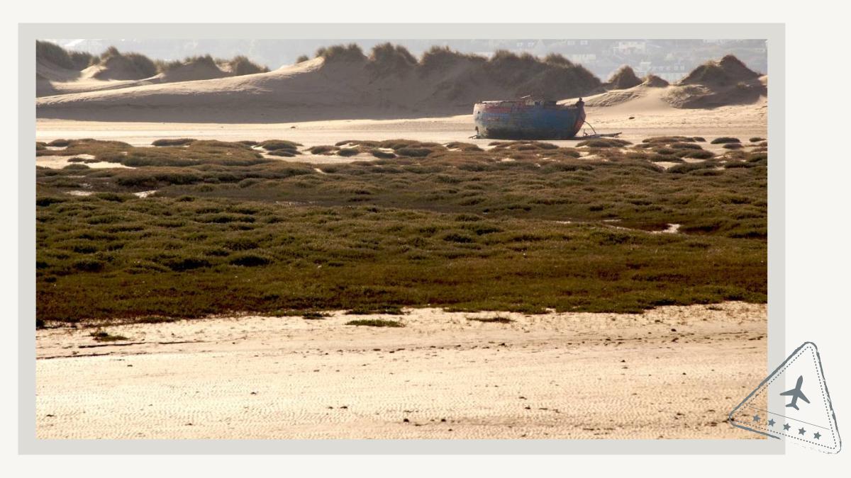 Braunton Burrows North Devon