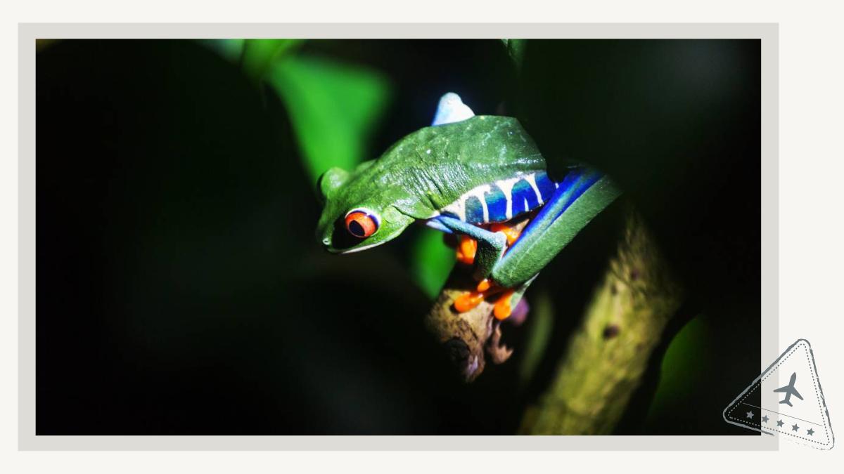 Costa Rica Rainforest Jungle Night Walk