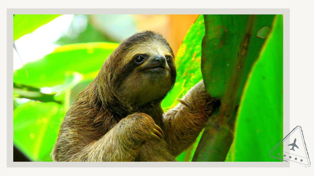 Sloth in Costa Rica