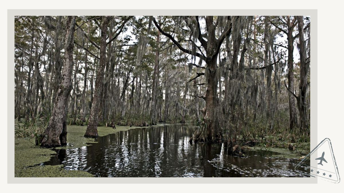 Things To Do to Experience the Soul of New Orleans - Swamps