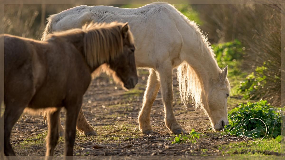 Exciting and romantic things to do in Mallorca, Spain - Evening Horseback Riding, Dinner and Dance