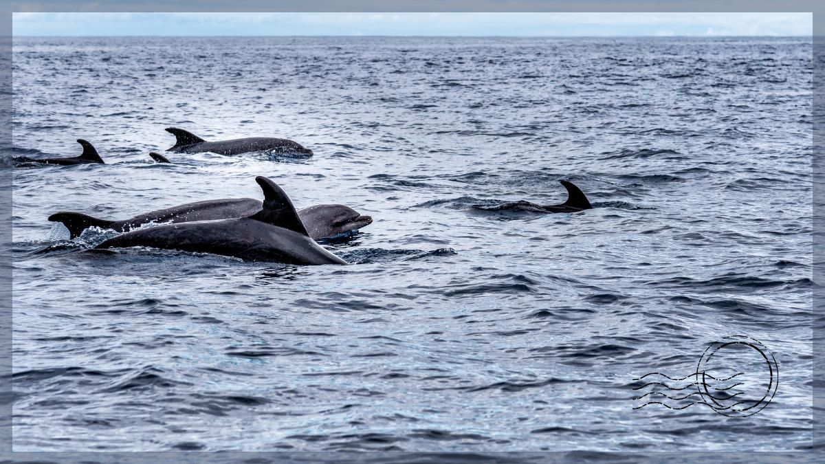 Kayaking and Snorkeling in Tenerife with Dolphins and Turtles