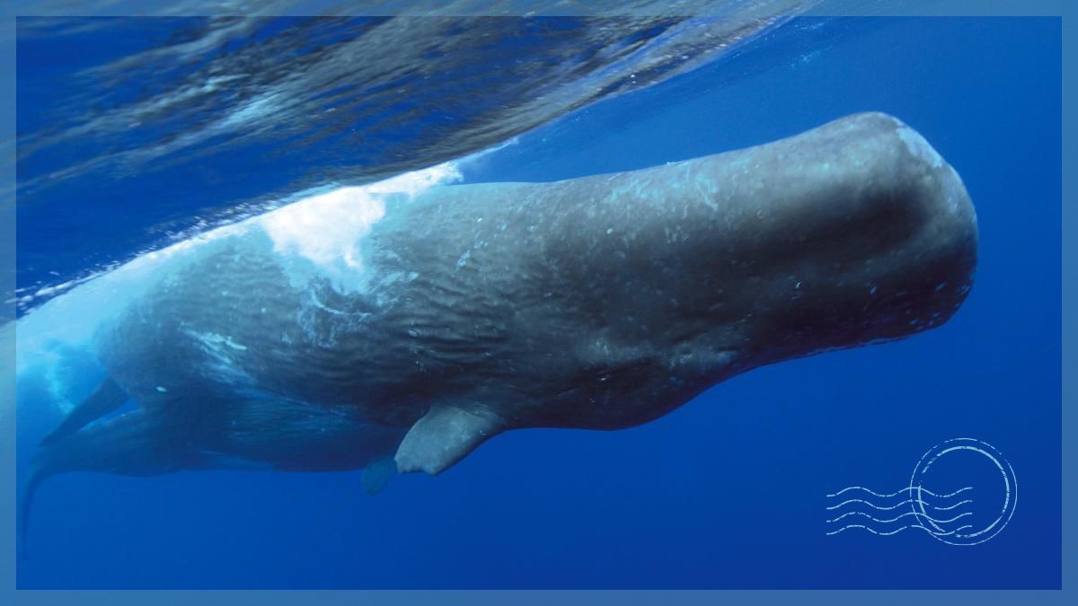 Whale watching in Tenerife