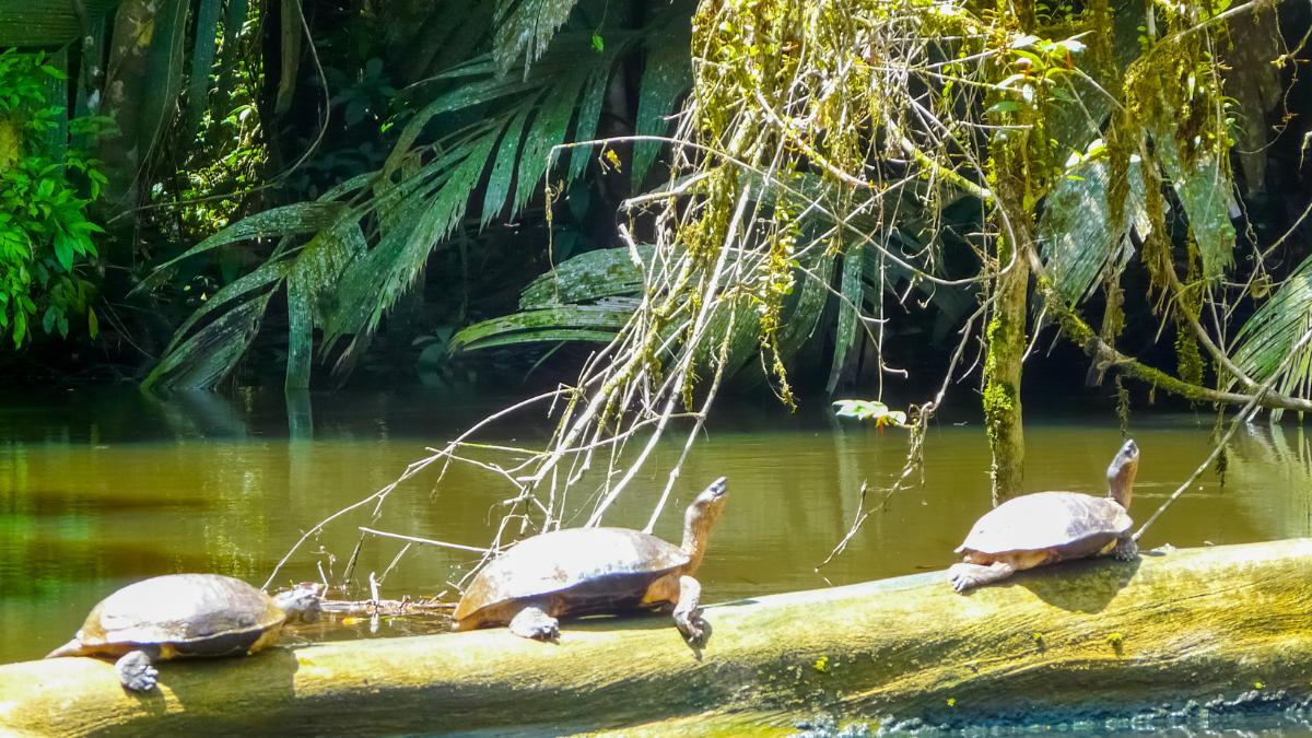 Tortuguero National Park and Canals Day Trip from San Jose Costa Rica